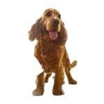 Hakuna Pets Ultra Clear Pet Door - Medium with 4-Way Locks
